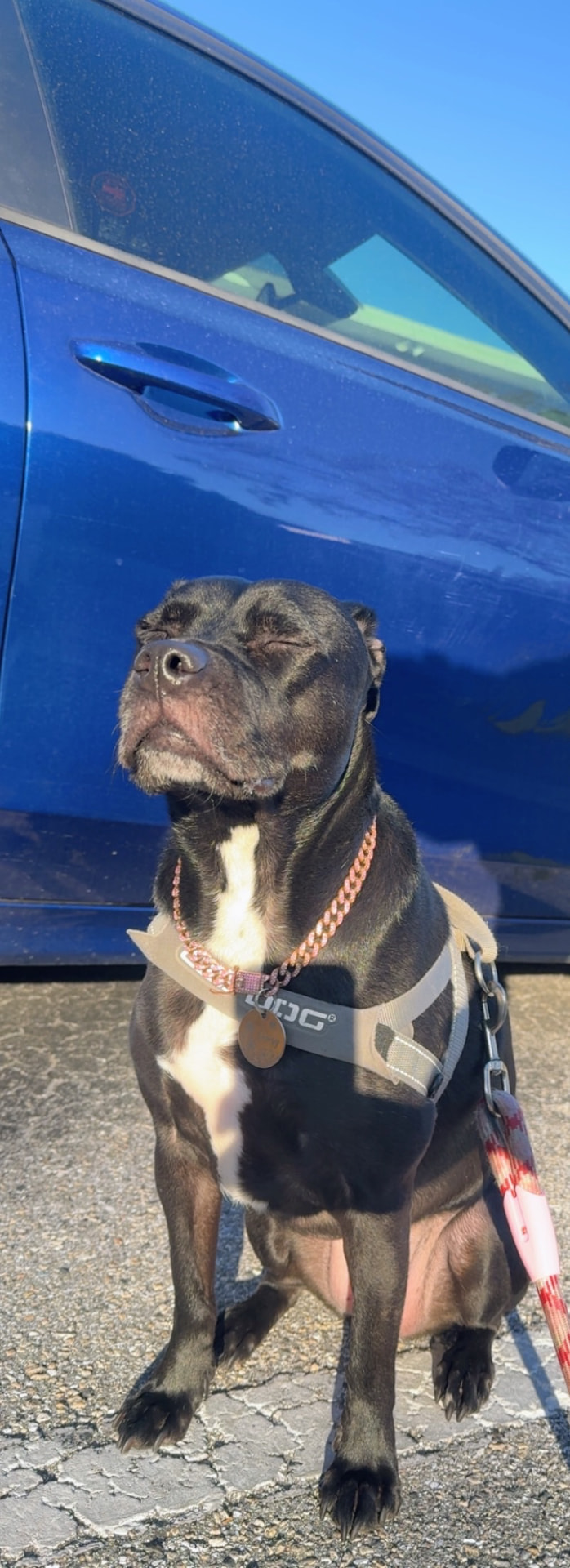 Daisy, a black Staffordshire Terrier and Labrador mix, sitting in the sunshine by a blue car