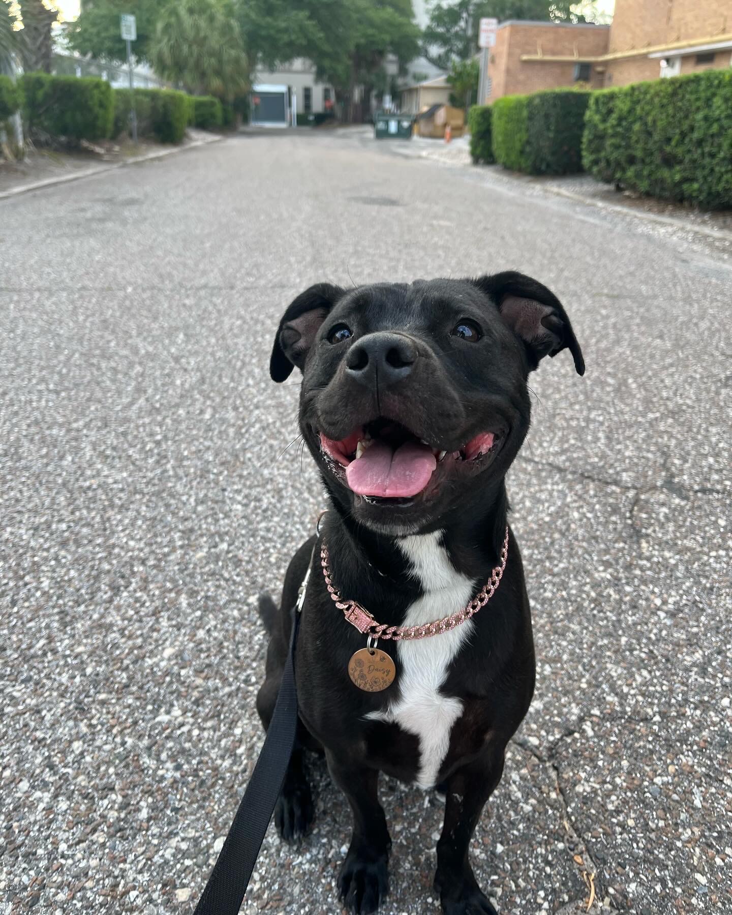 Daisy smiling on a walk, wearing her pink collar and name tag